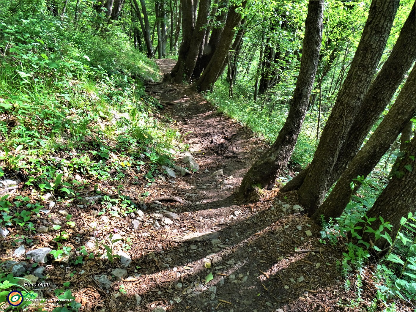 22 Il sentiero 505 attraversa bei boschi di carpini neri ben cresciuti.JPG